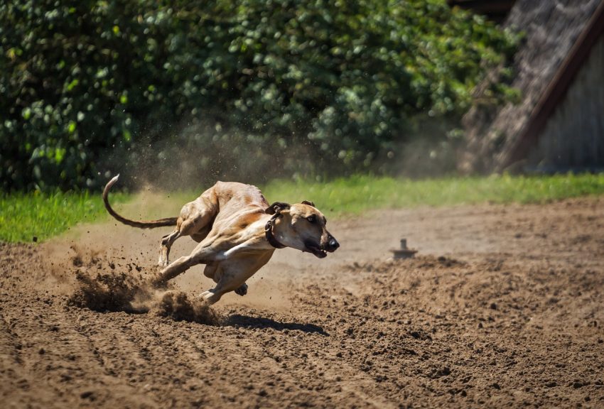 Greyhound Fastest Dog